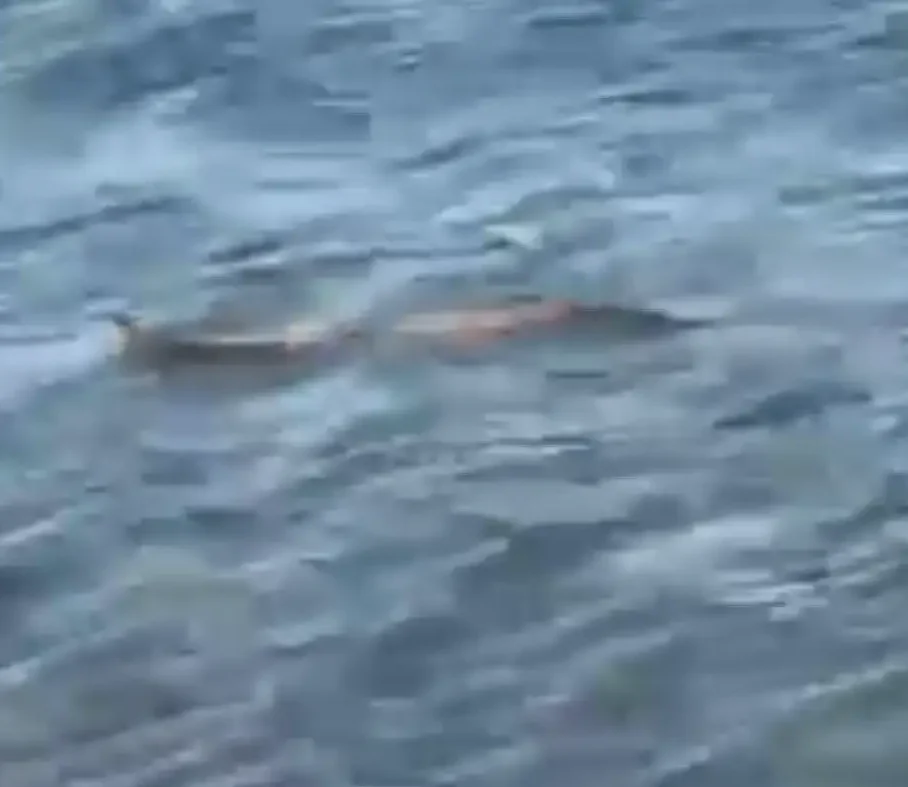 Φίδι στη θάλασσα