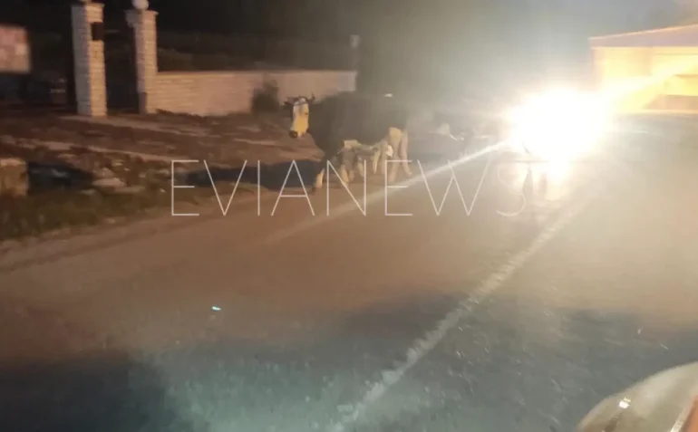 Αγελάδα