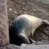 Φώκια