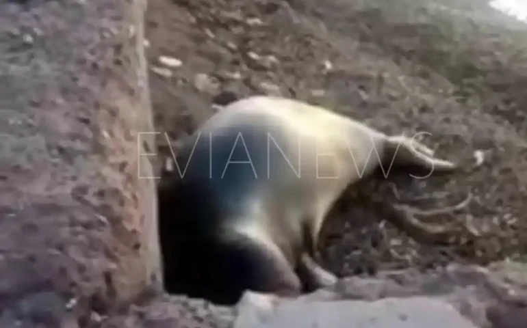 Φώκια