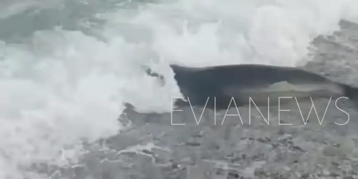 Δεν πίστευαν στα μάτια τους όταν είδαν μία φώκια