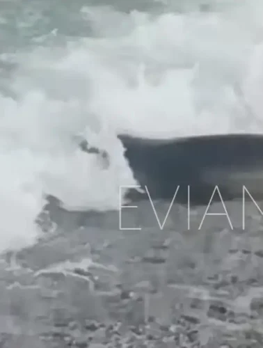 Δεν πίστευαν στα μάτια τους όταν είδαν μία φώκια