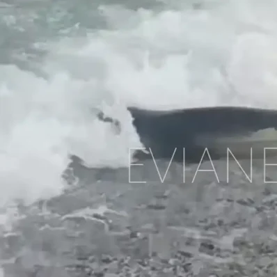 Δεν πίστευαν στα μάτια τους όταν είδαν μία φώκια