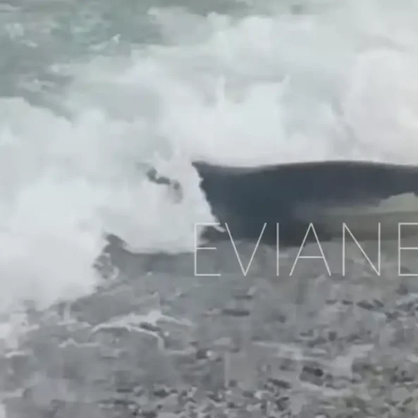 Δεν πίστευαν στα μάτια τους όταν είδαν μία φώκια