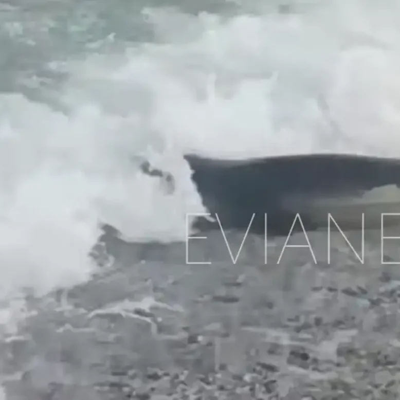 Δεν πίστευαν στα μάτια τους όταν είδαν μία φώκια