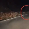 Έμεινε άφωνος στην Εύβοια με δύο ελάφια στην άκρη του δρόμου