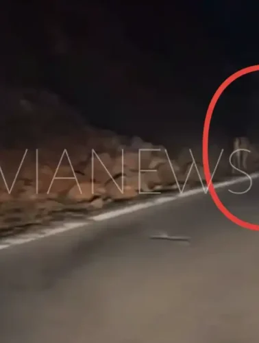 Έμεινε άφωνος στην Εύβοια με δύο ελάφια στην άκρη του δρόμου