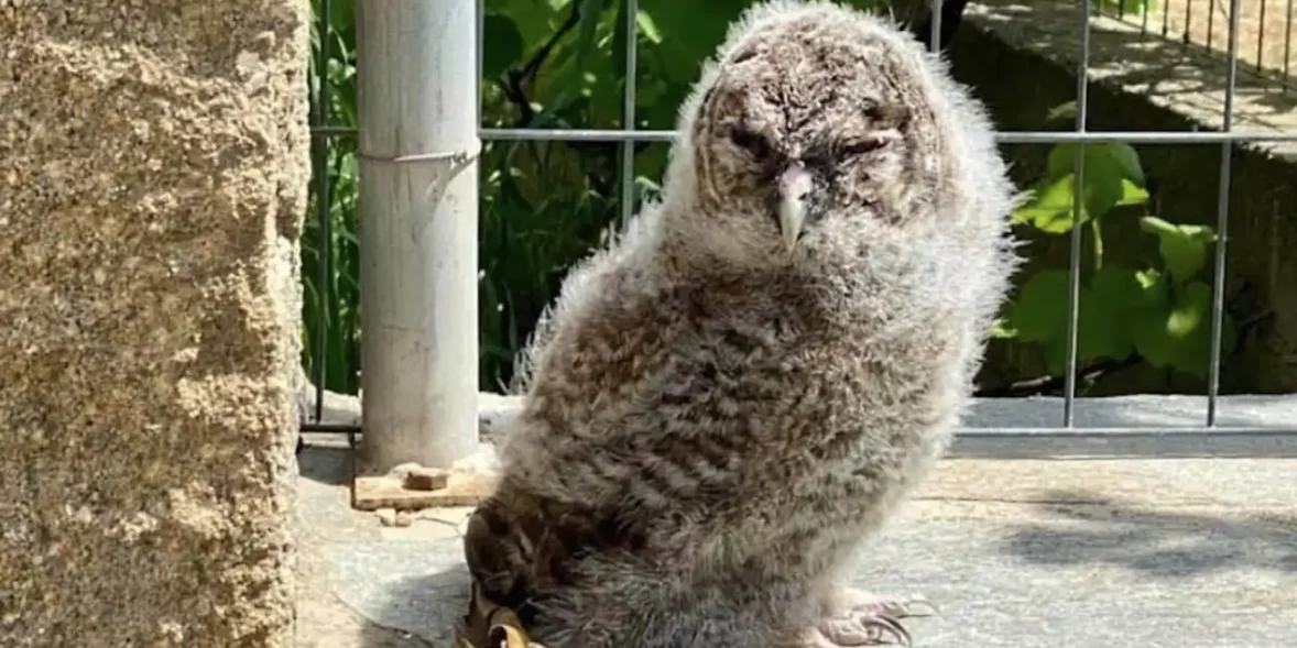 Κουκουβάγια