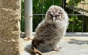 Κουκουβάγια