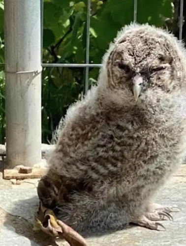 Κουκουβάγια