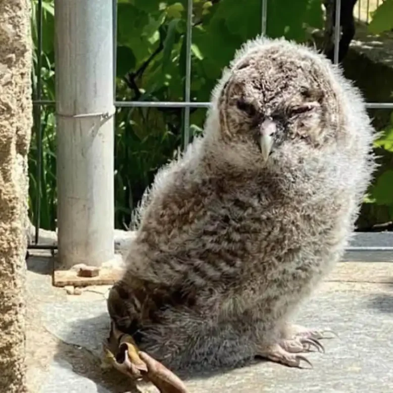 Κουκουβάγια