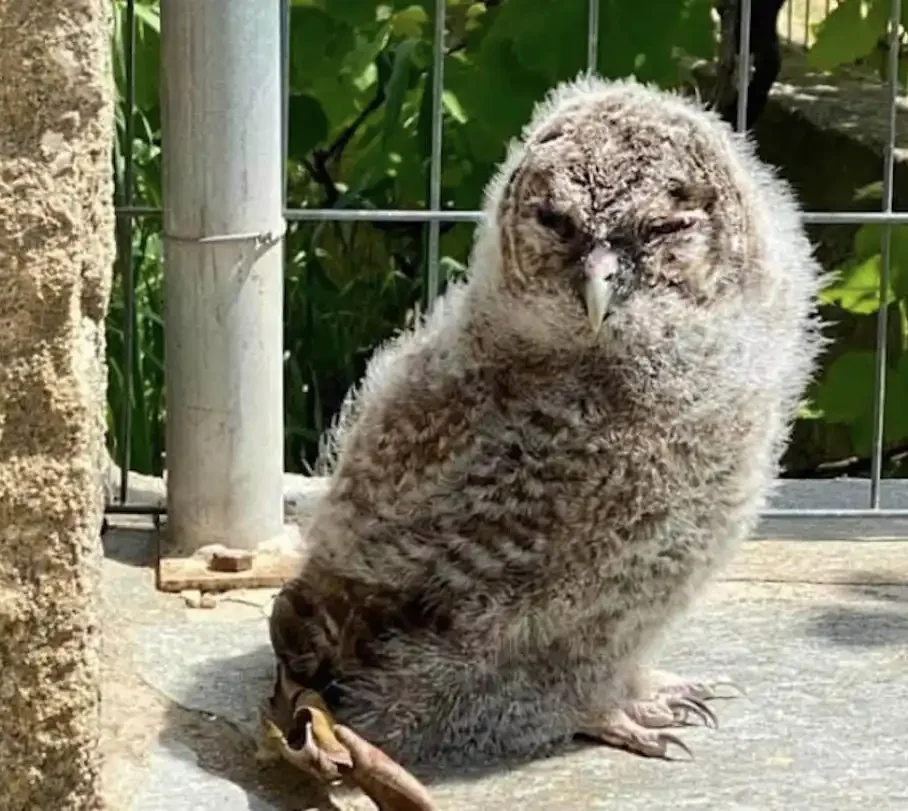 Κουκουβάγια