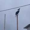 Εύβοια νέα και ειδήσεις