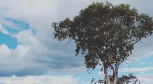 Δέντρο στη Χαλκίδα