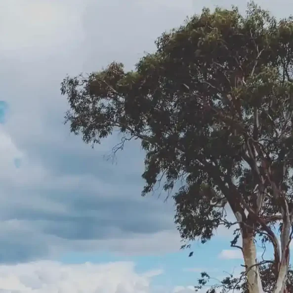 Δέντρο στη Χαλκίδα