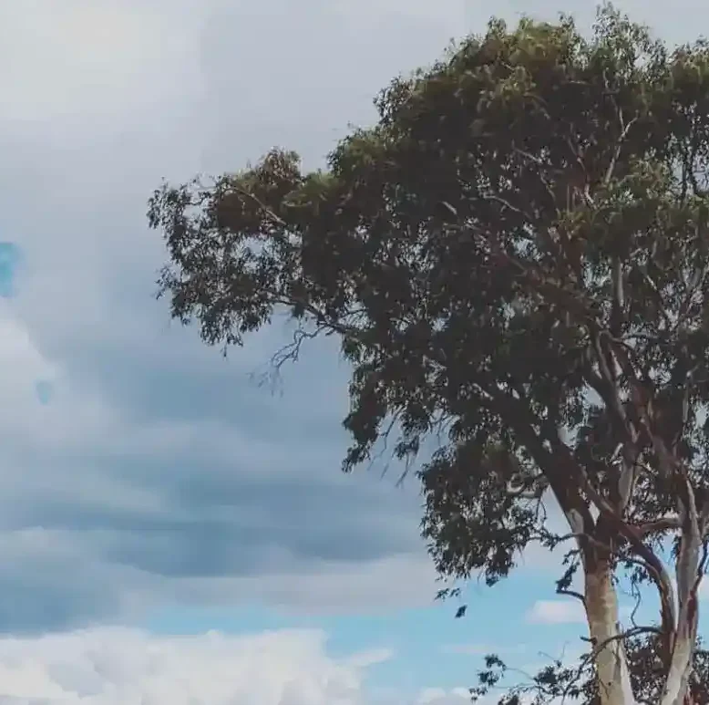 Δέντρο στη Χαλκίδα