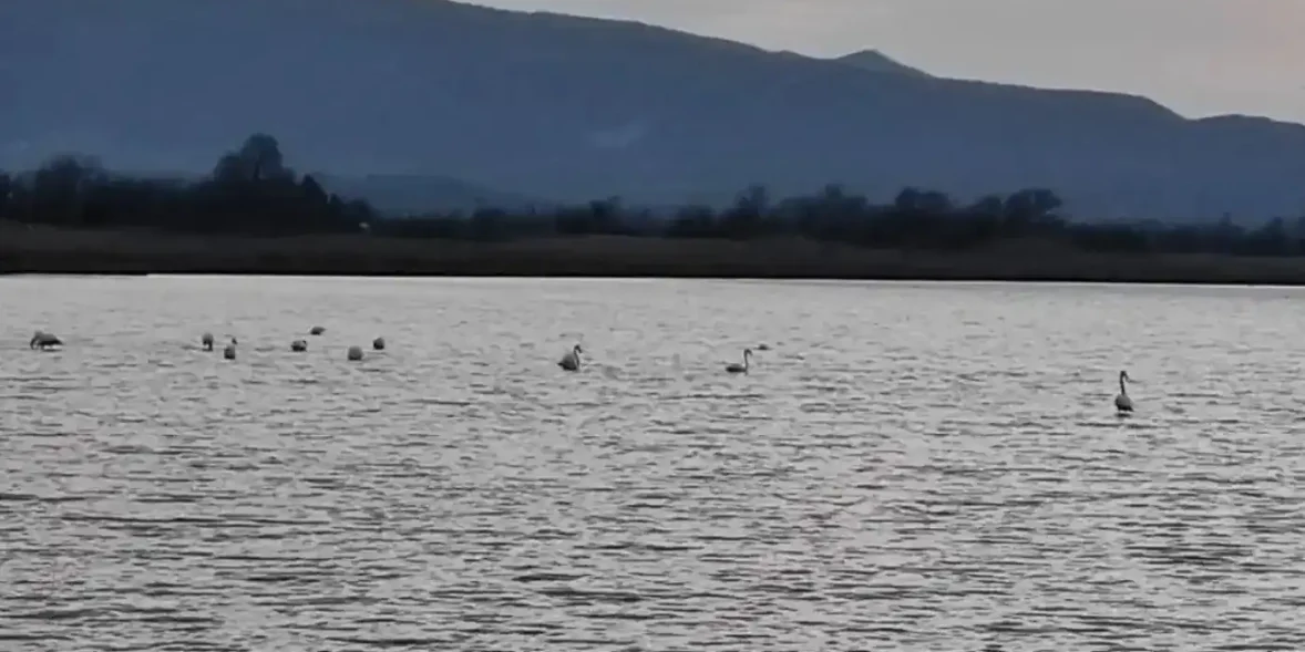 Σπάνια πλάσματα στην Εύβοια