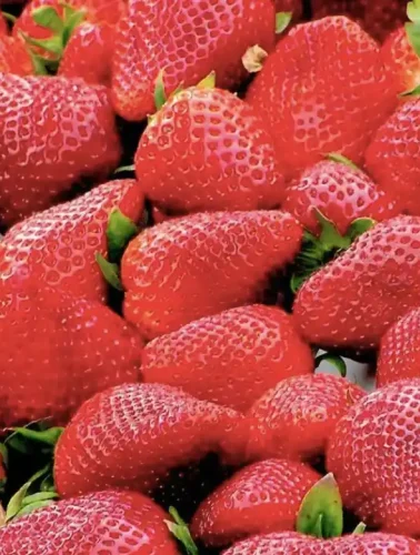 Φράουλες