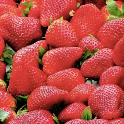 Φράουλες