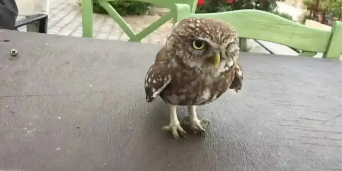 κουκουβάγια