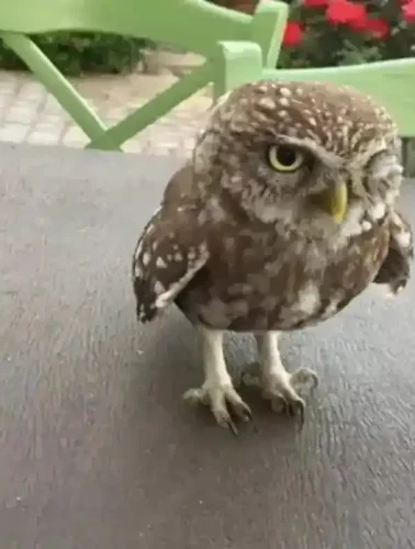 κουκουβάγια