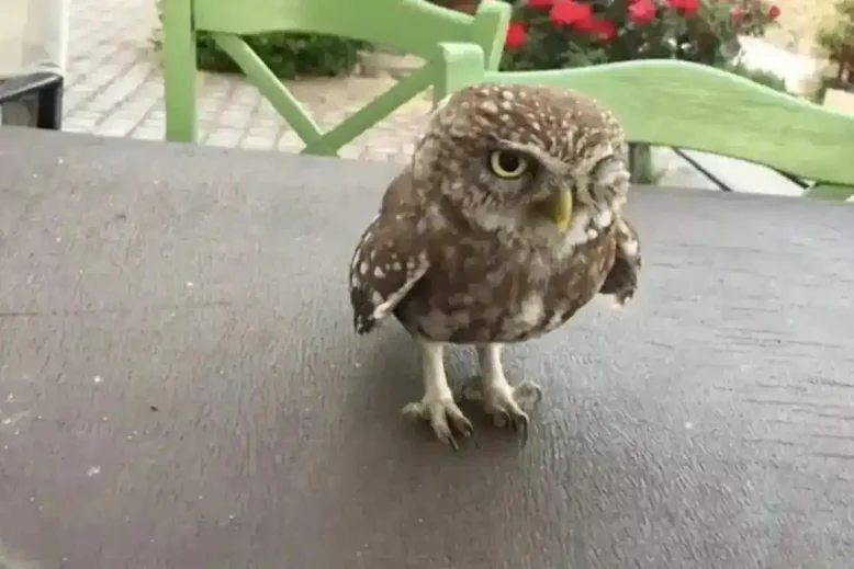 κουκουβάγια