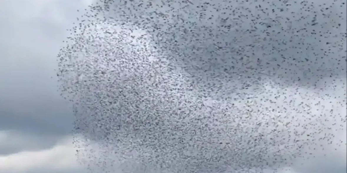 Χιλιάδες πουλιά