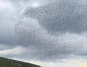 Χιλιάδες πουλιά