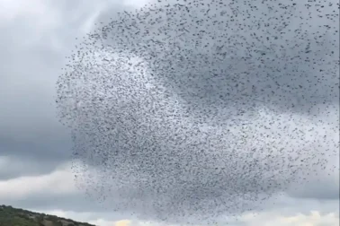 Χιλιάδες πουλιά