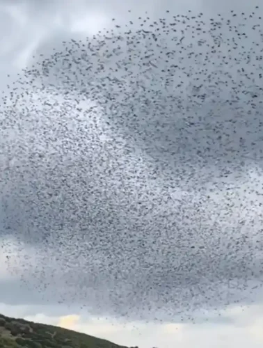 Χιλιάδες πουλιά