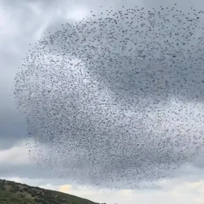 Χιλιάδες πουλιά