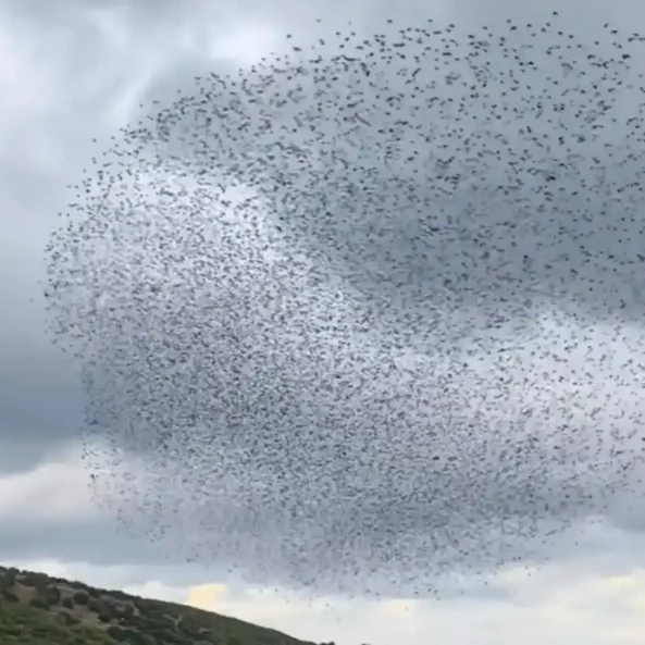Χιλιάδες πουλιά