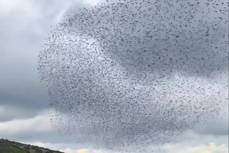Χιλιάδες πουλιά
