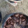 Εύβοια: Ο αηδιαστικός θησαυρός που αξίζει πολλά