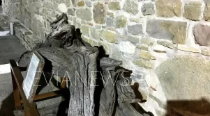 Δέντρο στην Εύβοια