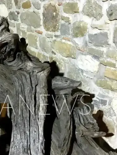 Δέντρο στην Εύβοια