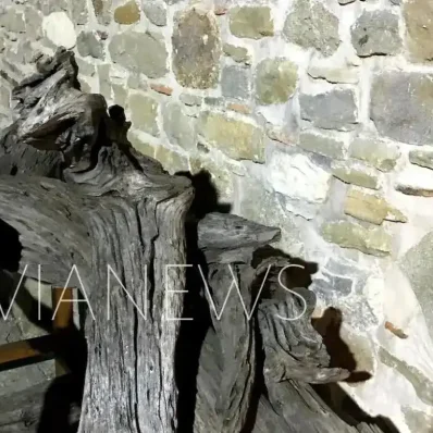 Δέντρο στην Εύβοια