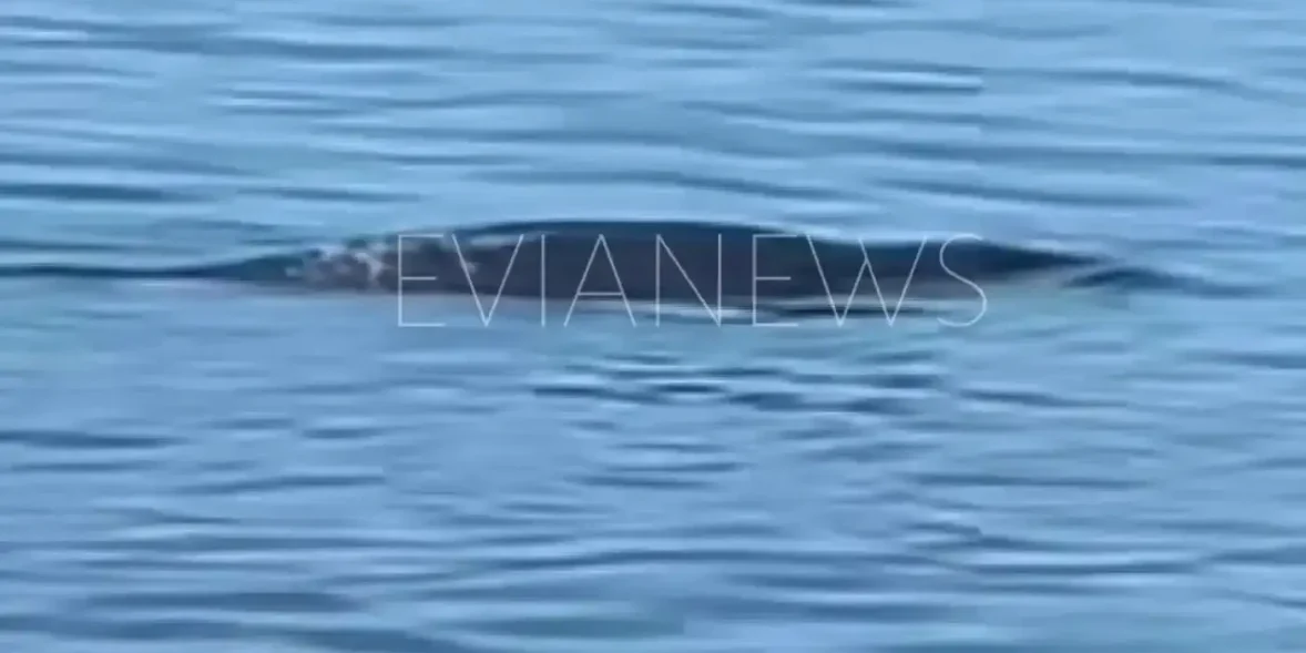 Μια φώκια στη θάλασσα