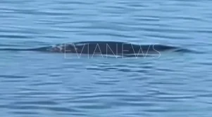 Μια φώκια στη θάλασσα