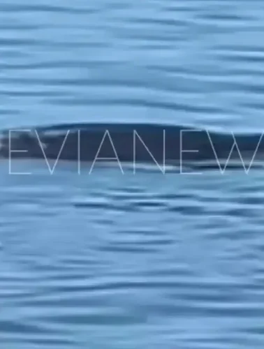 Μια φώκια στη θάλασσα