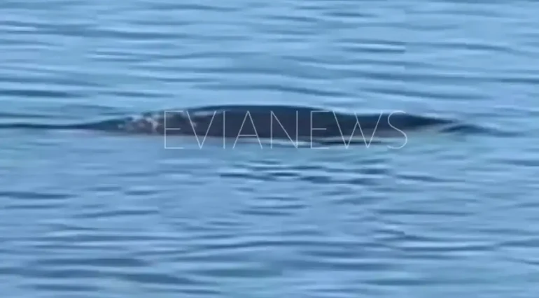 Μια φώκια στη θάλασσα