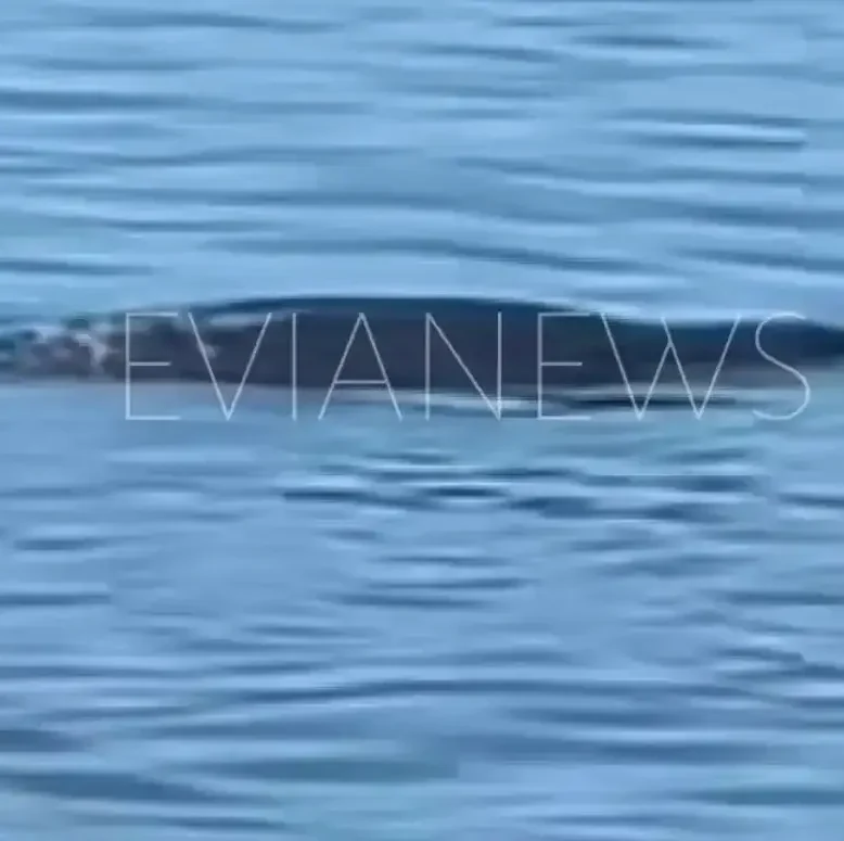 Μια φώκια στη θάλασσα