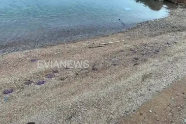 Ακτή στην Εύβοια
