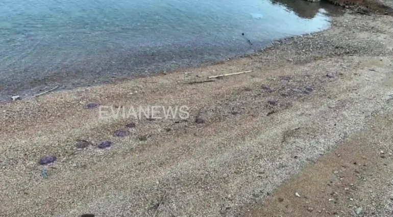 Ακτή στην Εύβοια