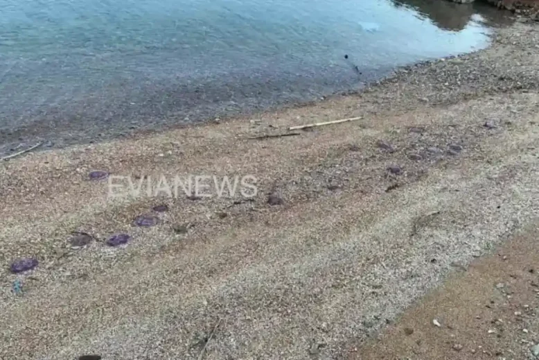 Ακτή στην Εύβοια