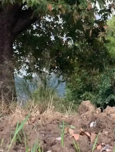 Αυλή σπιτιού στην Εύβοια