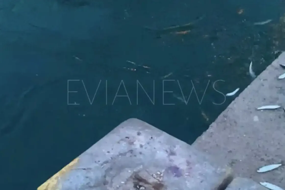 Μικρά ψάρια πετάγονται έξω από τη θάλασσα στην παραλία της Χαλκίδας, με φόντο την παλιά γέφυρα.