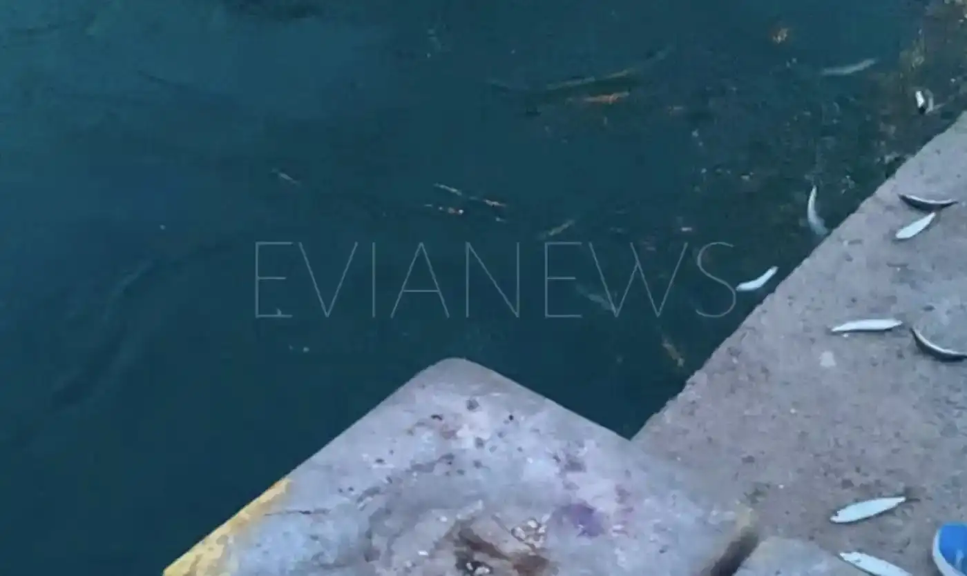 Μικρά ψάρια πετάγονται έξω από τη θάλασσα στην παραλία της Χαλκίδας, με φόντο την παλιά γέφυρα.