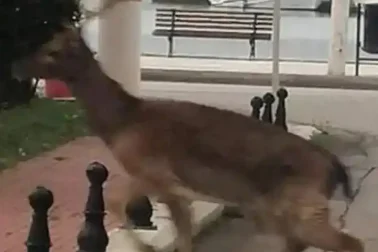 Ελάφι