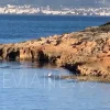 Άφωνοι έμειναν στην Εύβοια με το μοναχικό πλάσμα
